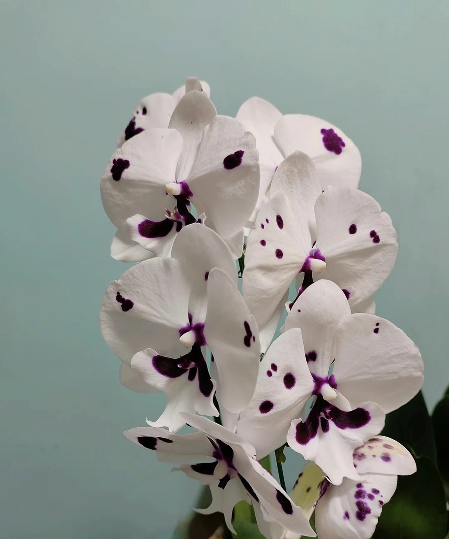 【菩提大乳牛瑕疵苗】3.5寸杯大花型蝴蝶兰，