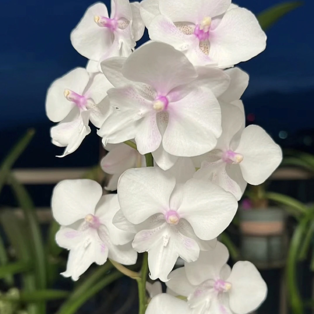 花苗【冰雪公主】3.0寸杯中花型蝴蝶兰观型室内养殖