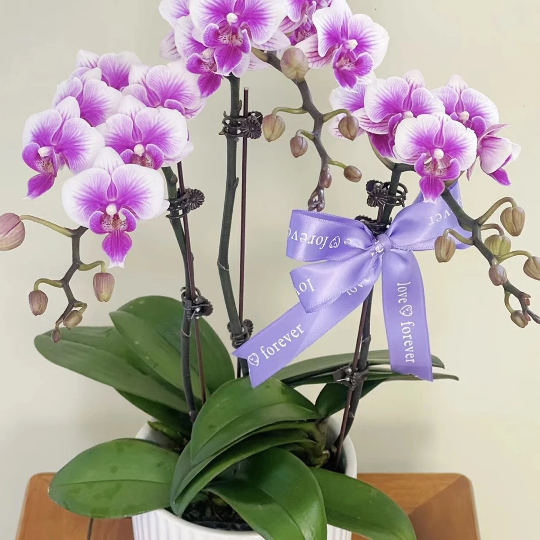 大全场满两单包邮舌头蝴蝶兰【可爱多-带花剑】3.0寸杯中花蝴蝶兰