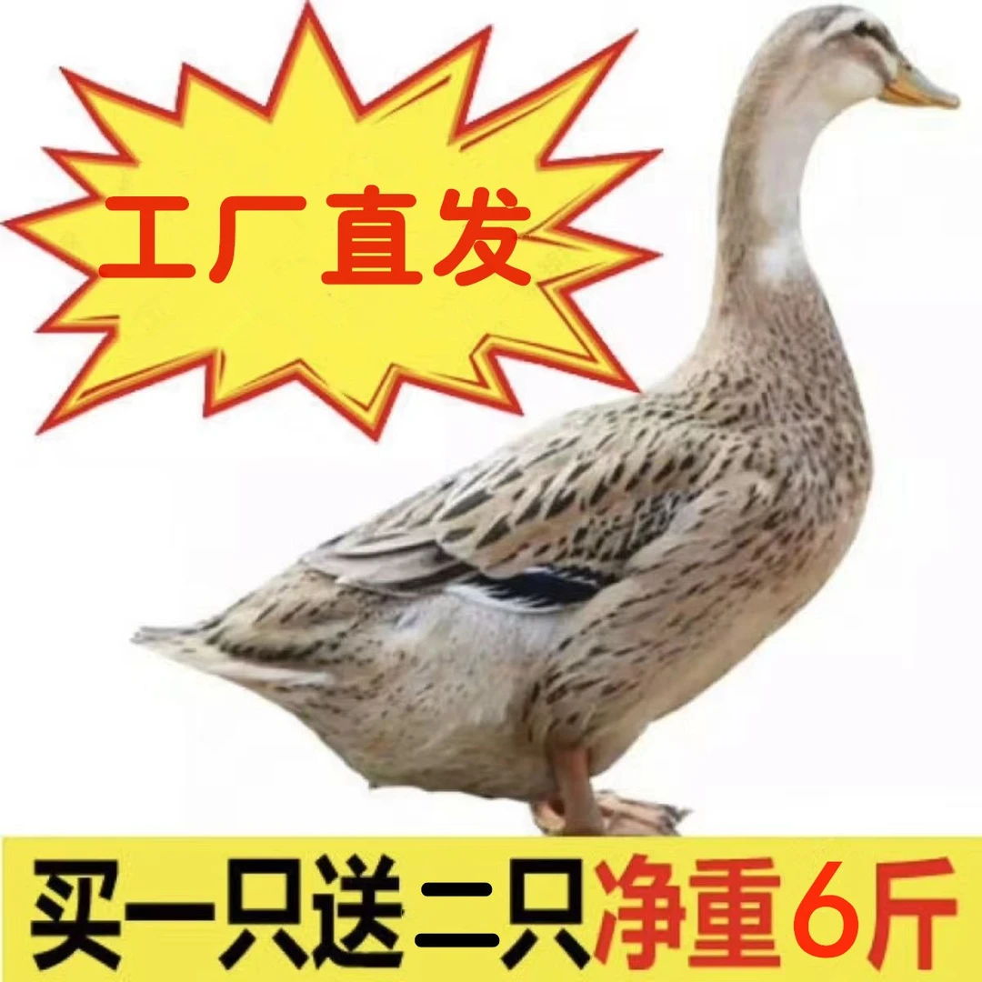 【厂家破发】拍一送二共3只 净重6斤散养白条鸭仔 净膛发货鲜嫩美味