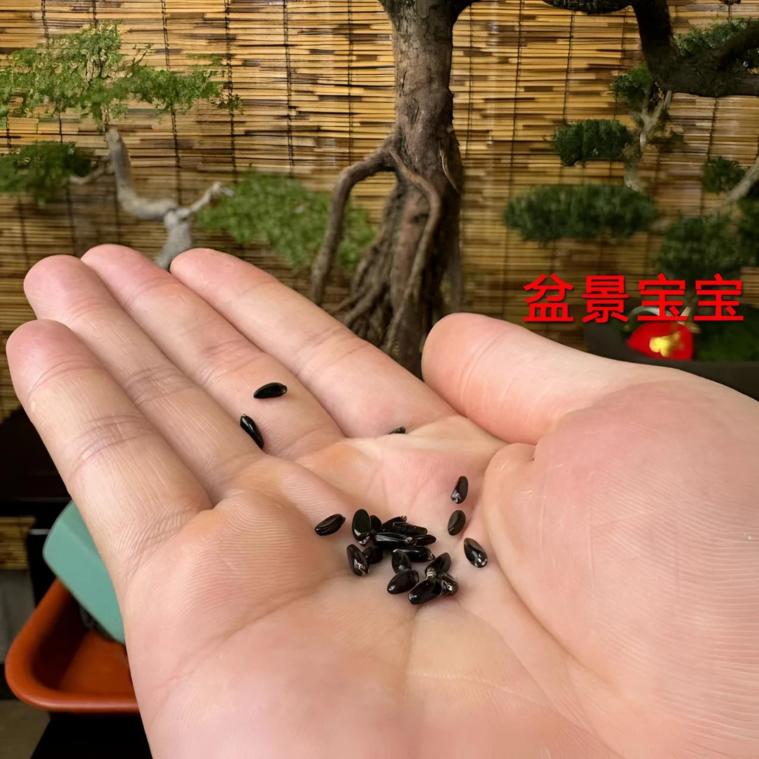 家庭摆件黄杨白蜡楠木盆景宝宝