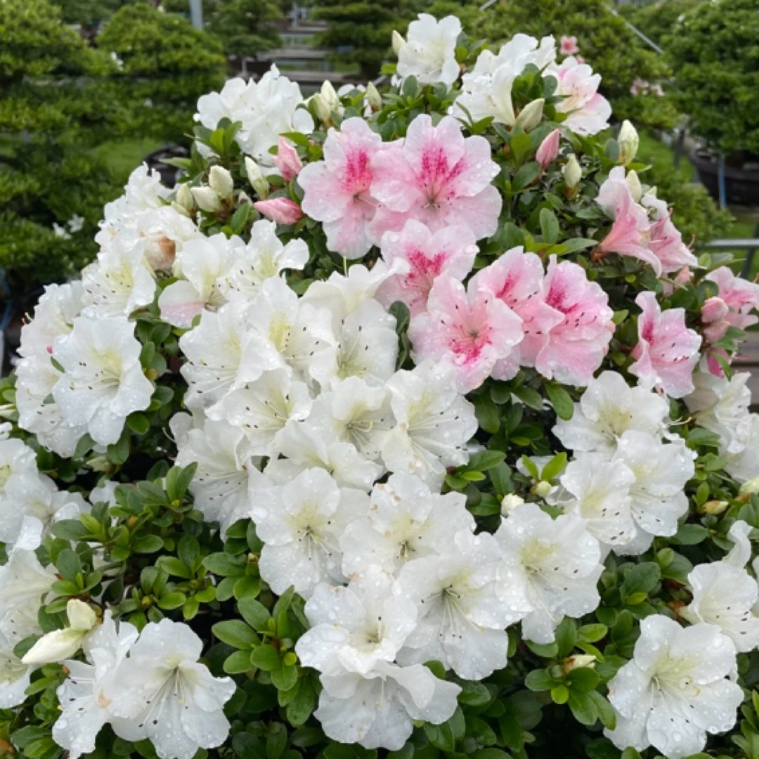 盆景盆栽基地直销植物花卉松柏杂木直播间拍品，一物一拍！勿乱拍