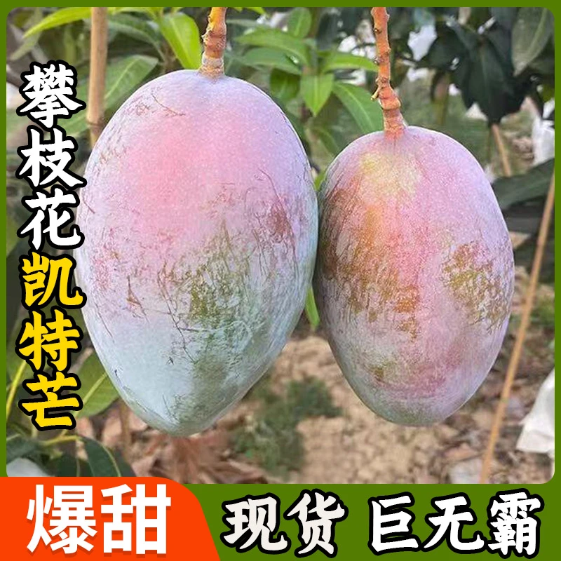 攀枝花凯特大芒果当季采摘四川芒果青皮大果香甜皮薄肉厚新鲜包邮