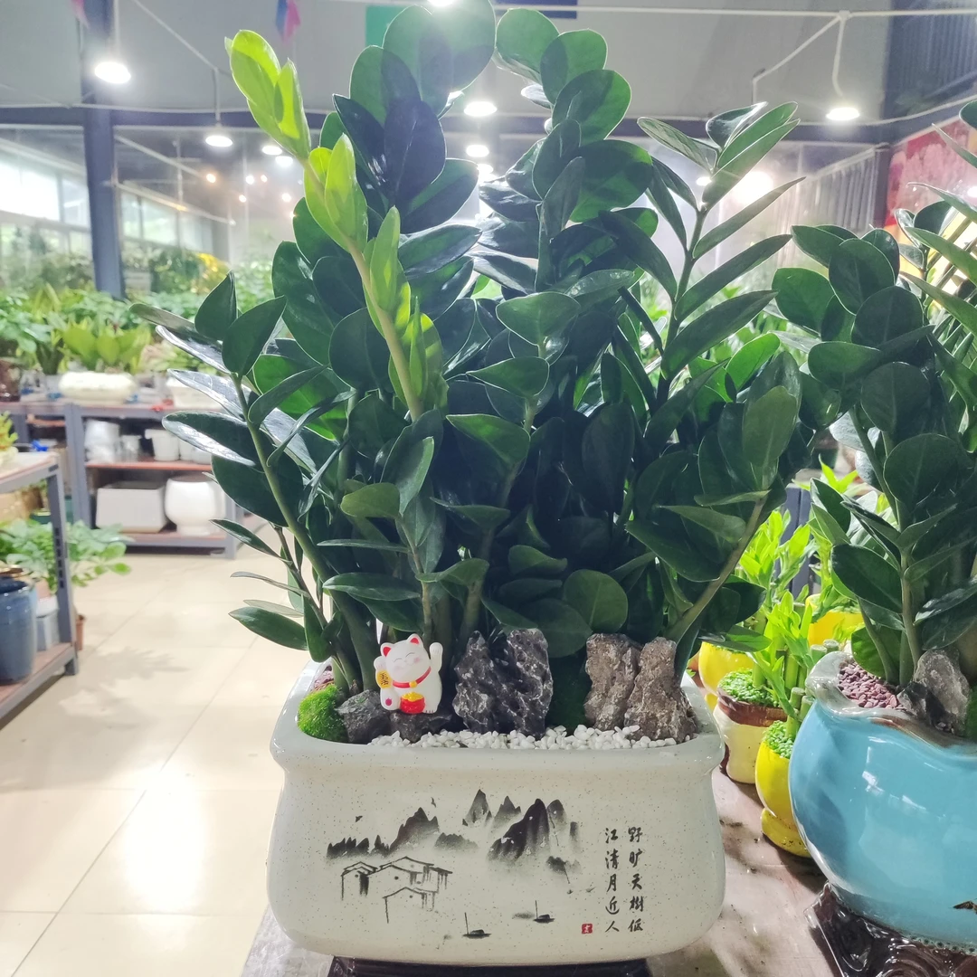 金钱树书桌办公室室内摆件桌面解压好养前台绿植【花盆款式随机】