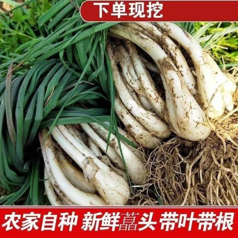 江西现挖【新鲜带叶蔬菜荞头】藠头叫教头薤白当季农家自种茭头