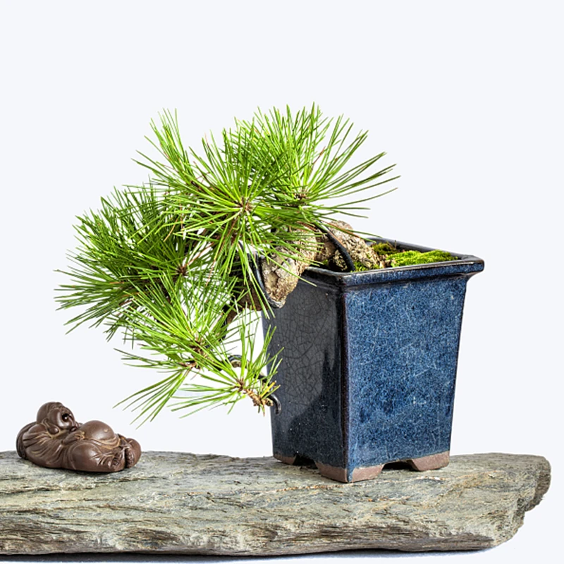 花之恋造型盆景 松柏类杂木类盆景 造型美观 品种齐全 一物一拍