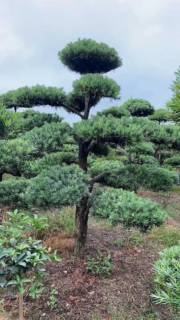 花之恋造型盆景 松柏类杂木类盆景 造型美观 品种齐全 一物一拍