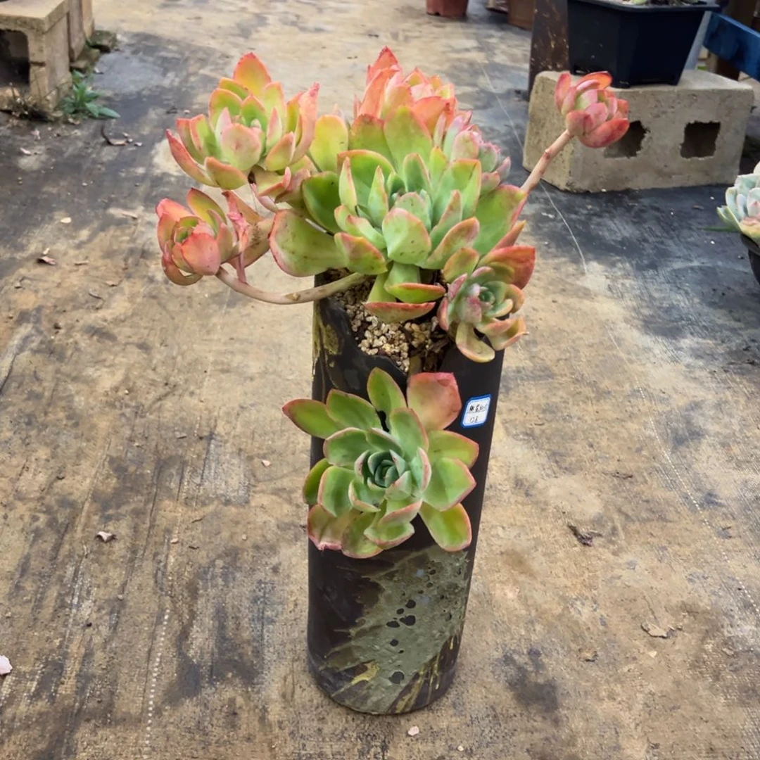 悬崖老桩无砍桃花仙子带盆物流费自理