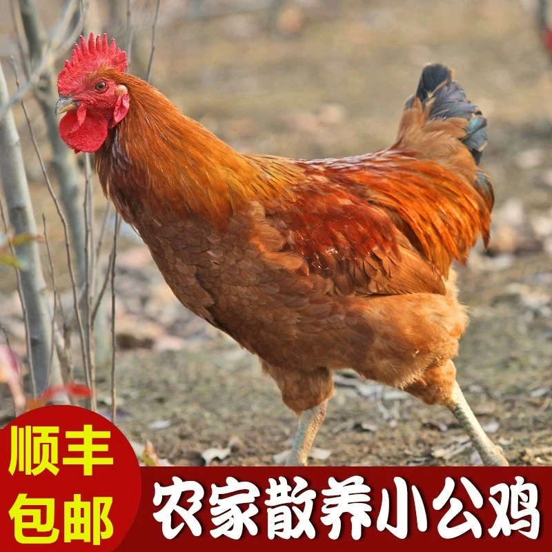 【顺丰包邮】鱼舅舅散养公鸡，仔鸡一只（净重1.3-1.6斤之间）包邮