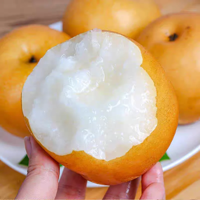 山东秋月梨新鲜水果细腻多汁香甜