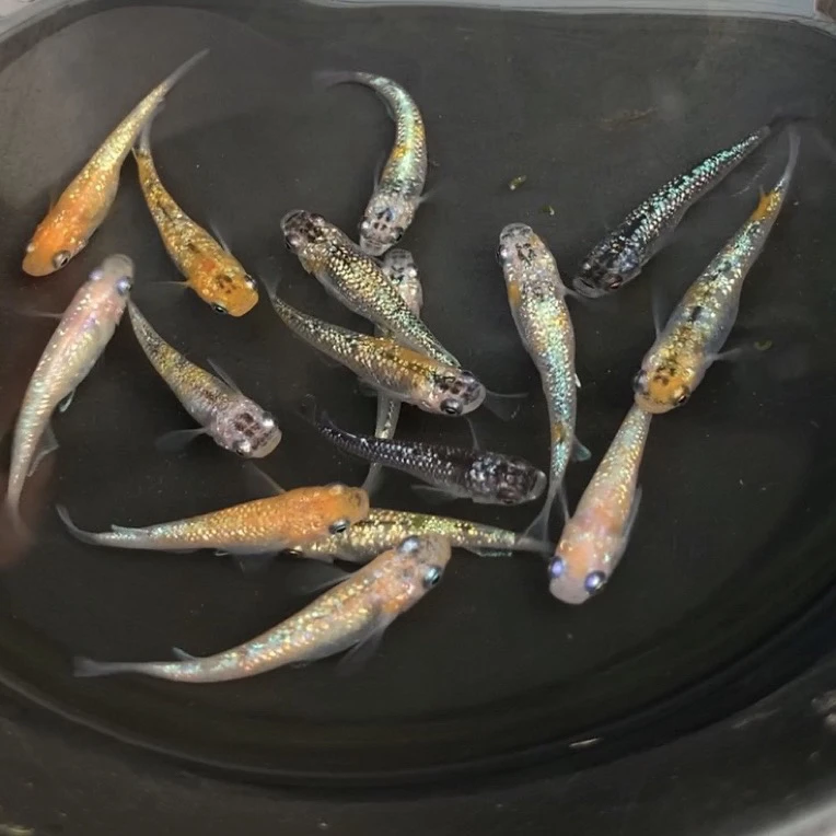 一物一拍 观背青鳉 锦鳉 小型冷水鱼 迷你锦鲤 七步sly