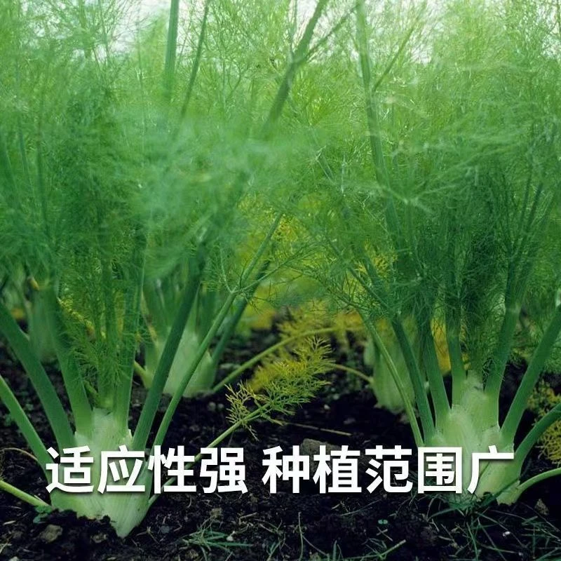 球茎茴香种子苗结球割茬蔬菜盆栽阳台秋冬四季种籽可食用秧苗菜籽