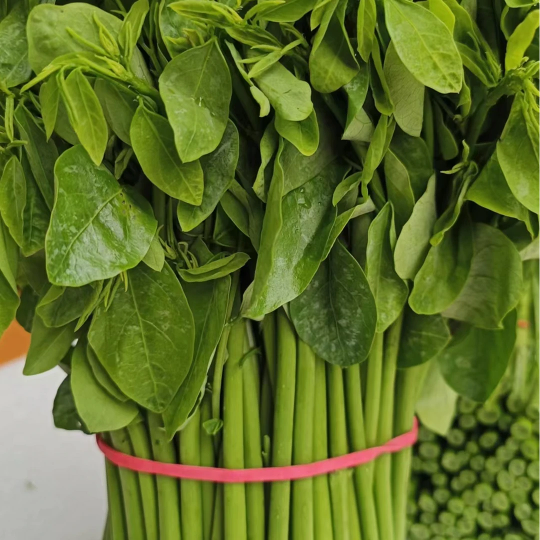树仔菜嫩芽海南野菜天绿香凉拌食材树仔菜漠阳芽