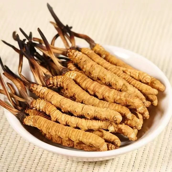 （断草礼盒）幸碧堂 头茬足干冬虫夏草 5根一克【10根装】