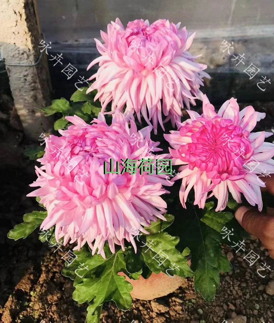 【山海荷园】菊花苗 对版对图（打标签）室内外盆栽地栽