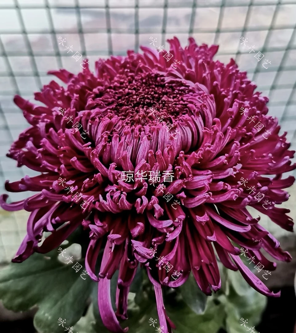 【琼华瑞香】大花九月菊秋菊立秋植物盆栽地栽多年生植物