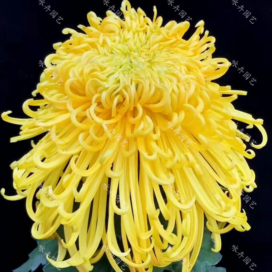 【太湖灵光】菊花苗 对版对图(打标签)九月菊室内外盆栽地栽