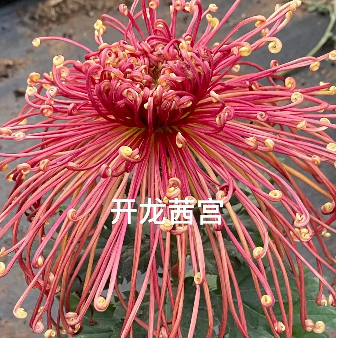 【国华红花坊】大花九月菊秋菊立秋植物盆栽地栽多年生植物