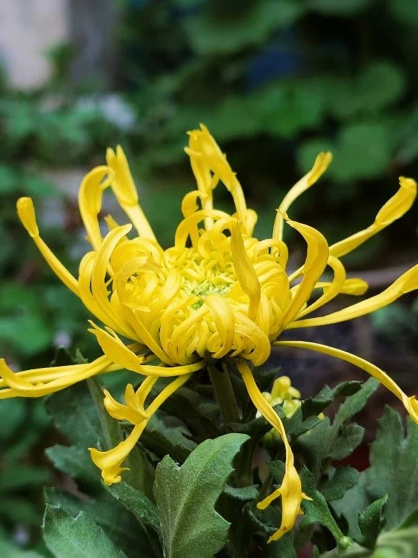 【金丝麦浪菊】菊花苗 可观赏可泡茶 （打标签）