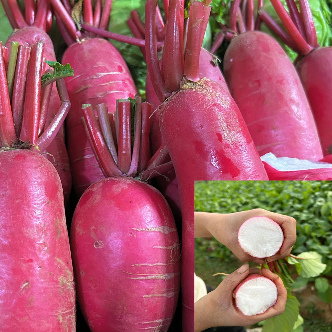 贵阳本地新鲜红皮白肉萝卜 胭脂萝卜现扯现发