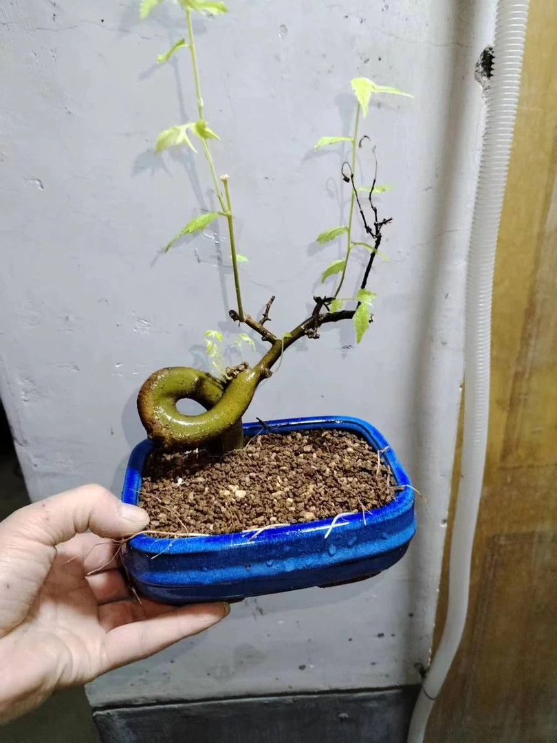 朴树榆树坨坨盆景素材