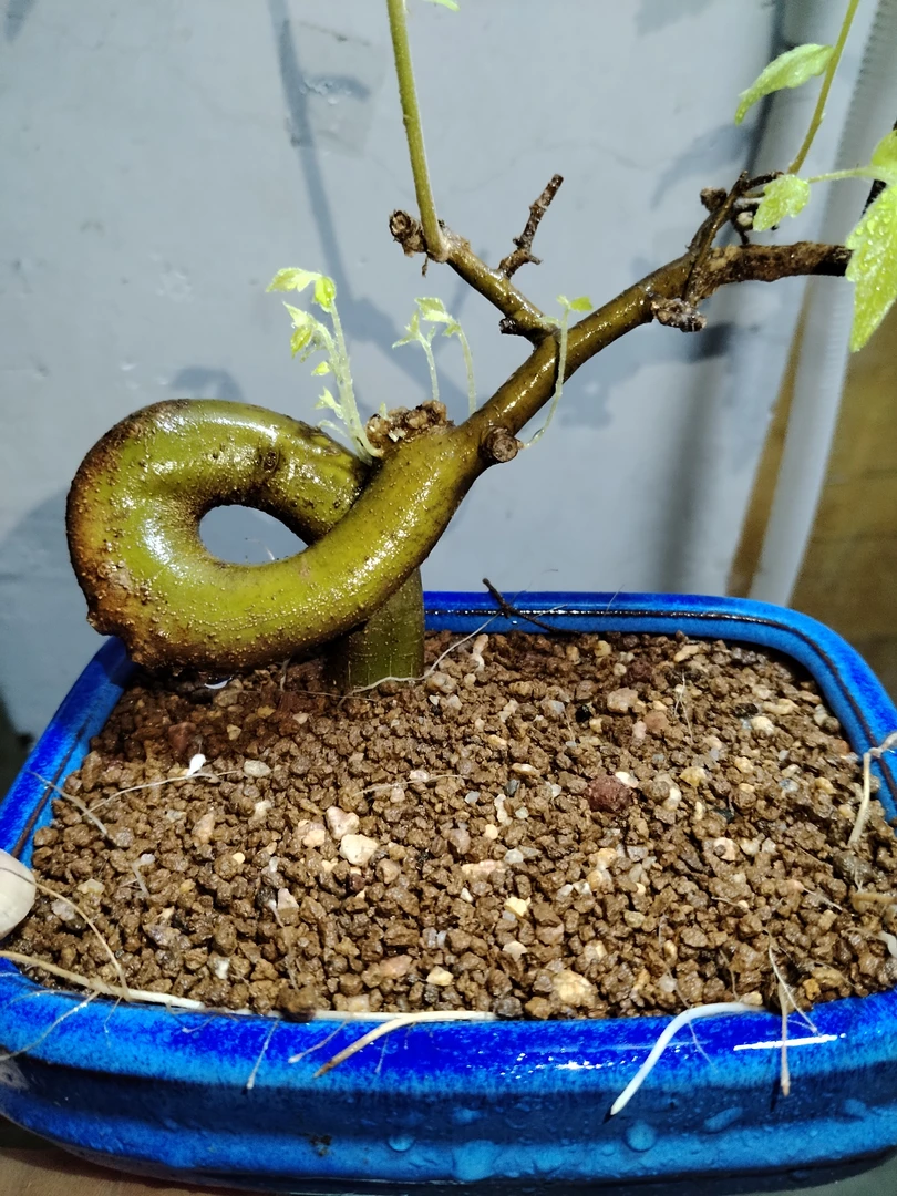 朴树榆树盆景素材