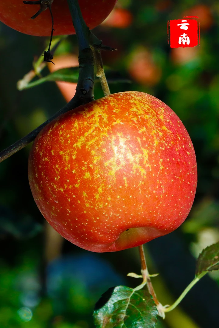 9斤装【正宗昭通丑苹果】云南昭通高原丑苹果新鲜现摘脆甜