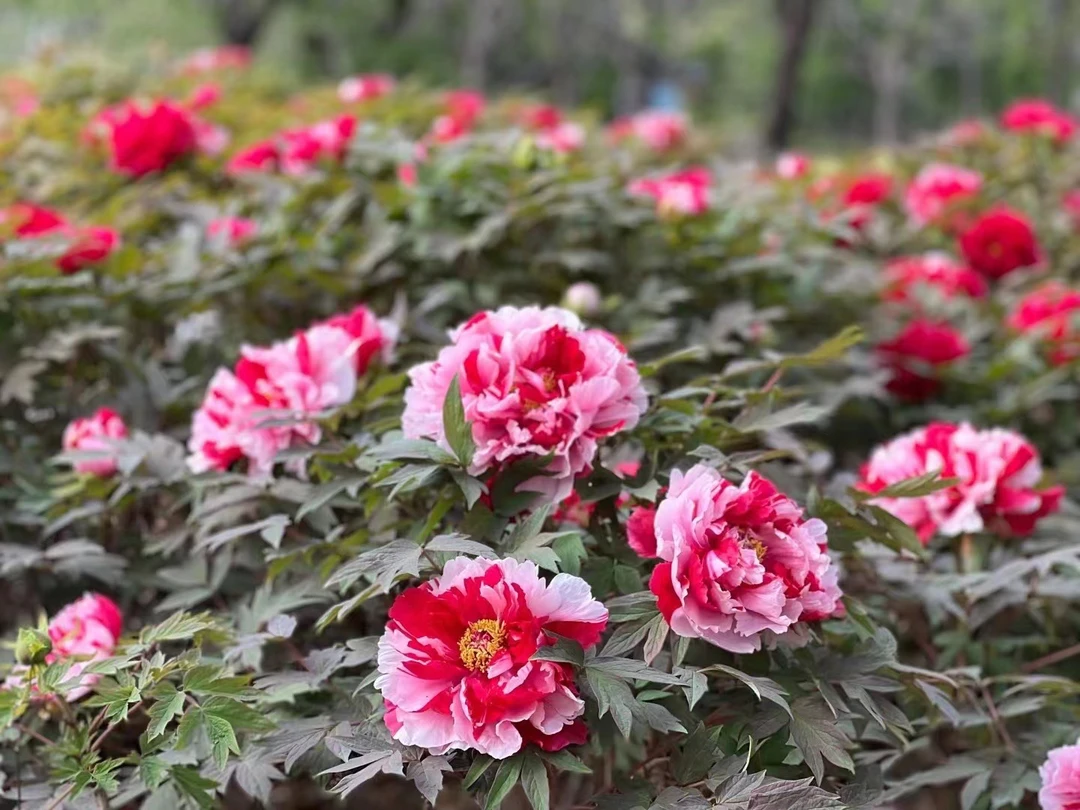 【盆栽牡丹-岛锦】盆栽牡丹秋季上盆春天开花菏泽观赏牡丹