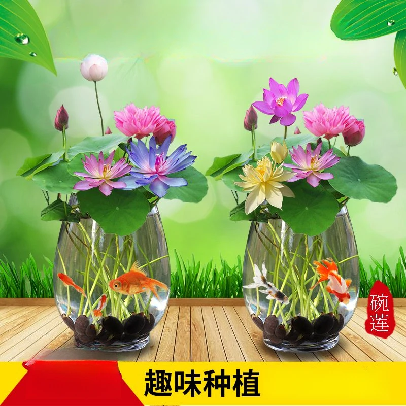 四季无土水培荷花种子四季播碗中莲植物睡莲室内花种