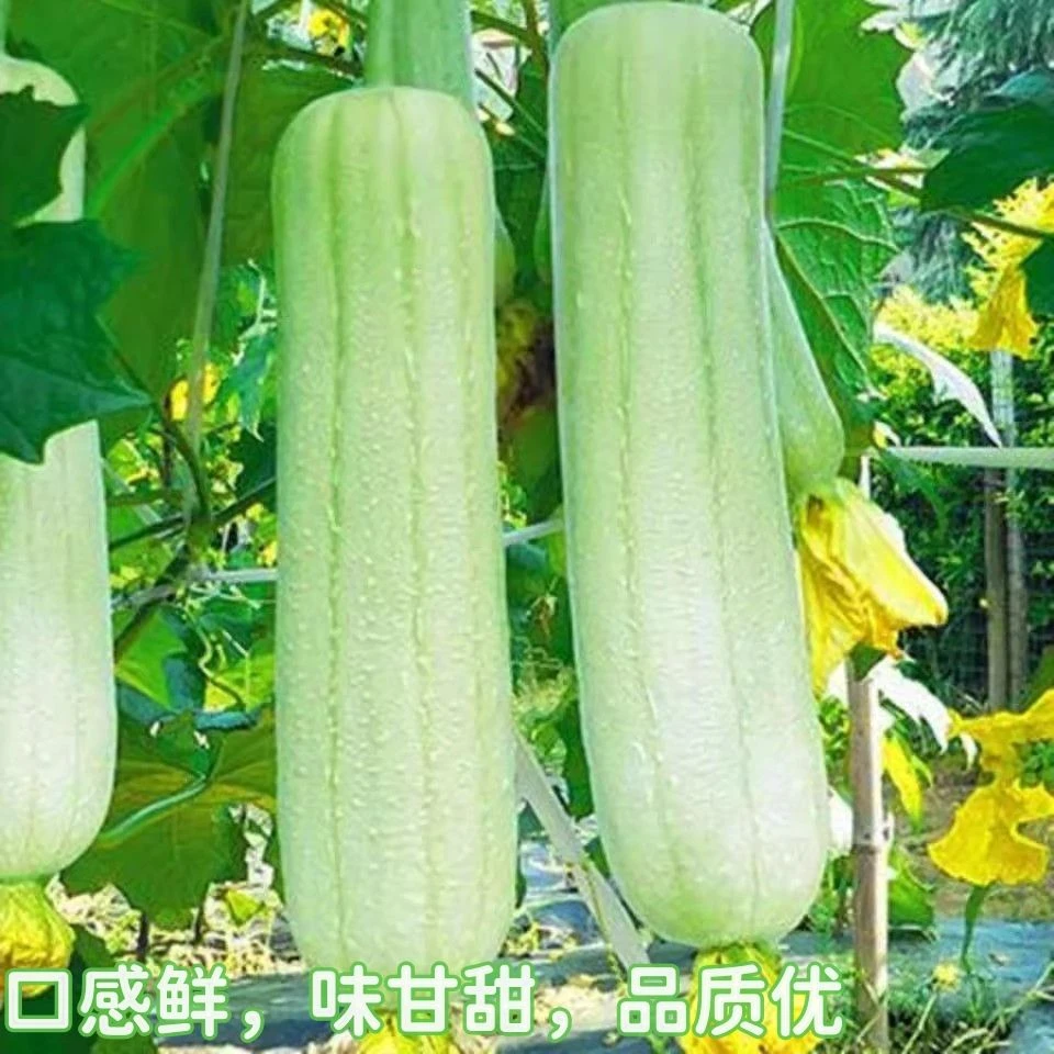 牛奶白丝瓜种子早熟丝瓜种子短棒型肉厚肥嫩庭院大田蔬菜种籽