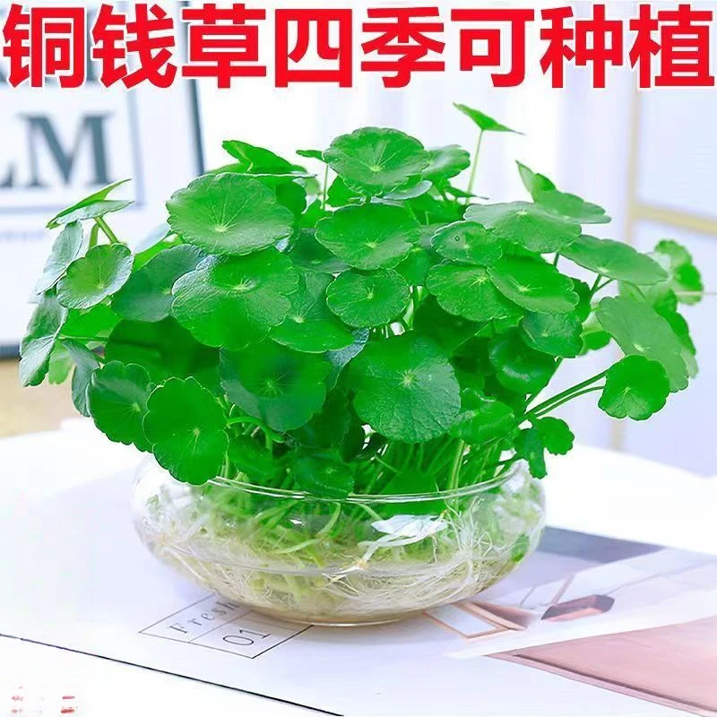 铜钱草水培水养种籽招财旺宅铜钱草种子土培四季庭院阳台鱼缸水草