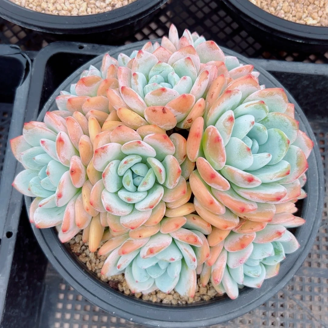 多肉植物多肉植物