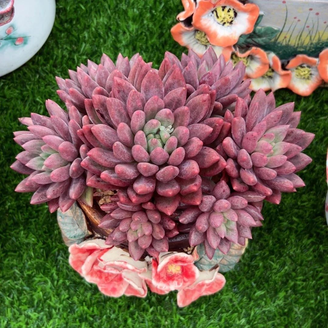 美人系列多肉植物