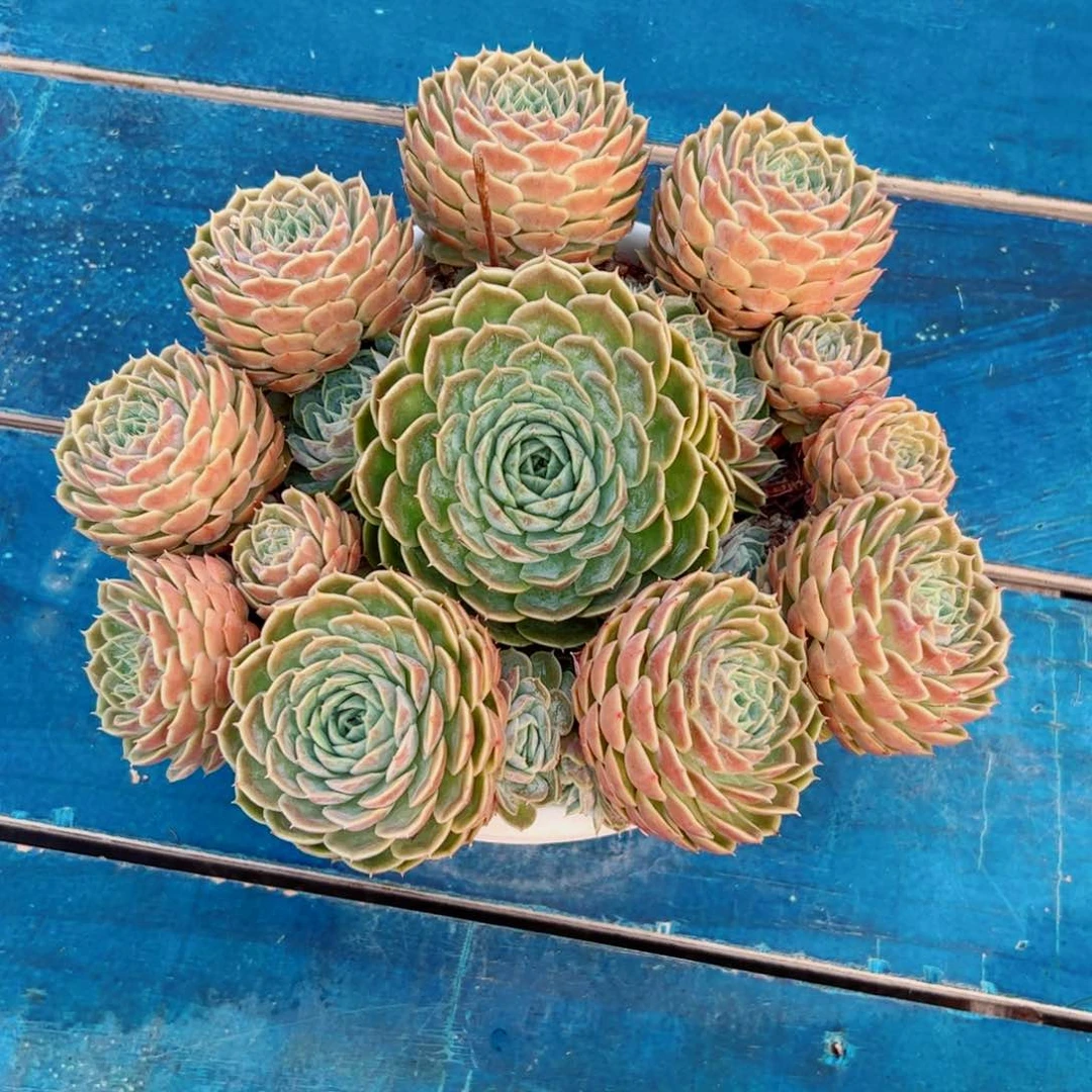 昂斯洛的多肉植物