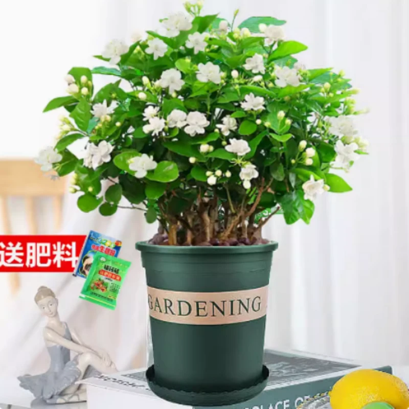 白茉莉盆栽庭院阳台桌面浓香型驱蚊盆栽