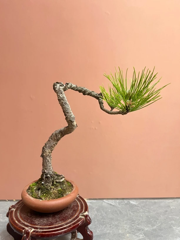 黄山松小品盆景，老盆龄，成熟度好