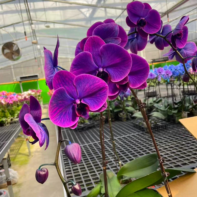 【爱神】特A蝴蝶兰带花剑（没开放）高级紫红色兰花奢华室内绿植花卉