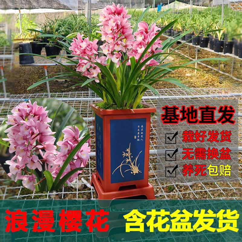 兰花浪漫樱花粉色高端好养绿植花卉不带花苞花期在秋冬 星花怒放
