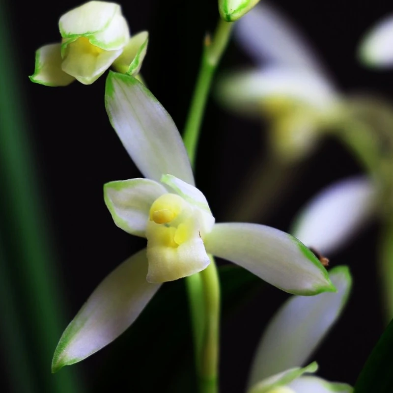 名贵建兰【青山玉泉】兰花盆栽浓香绿植花卉不带花夏秋开花