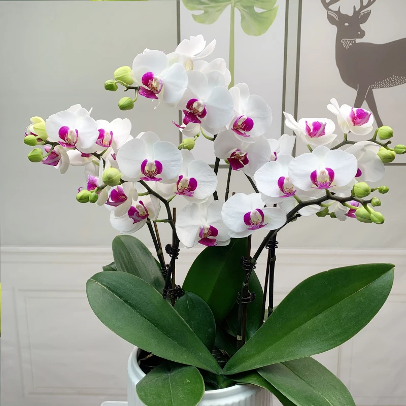 蝴蝶兰盆栽雪玉白花红心品种中大花抽梗苗未开花室内花卉
