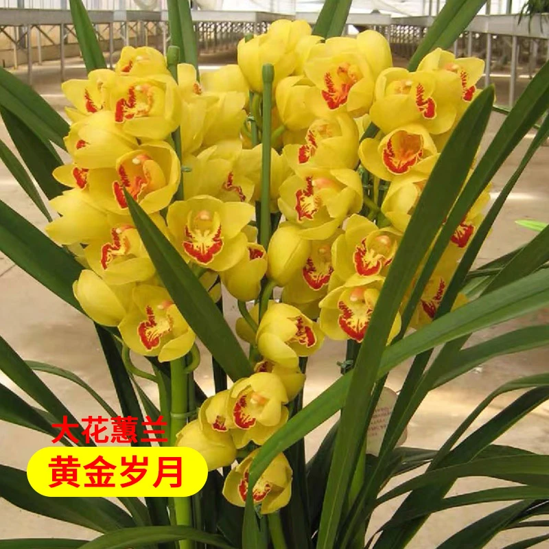 【带5花剑】年宵花黄金岁月大花国兰蕙兰高端室内花卉盆栽春节开花