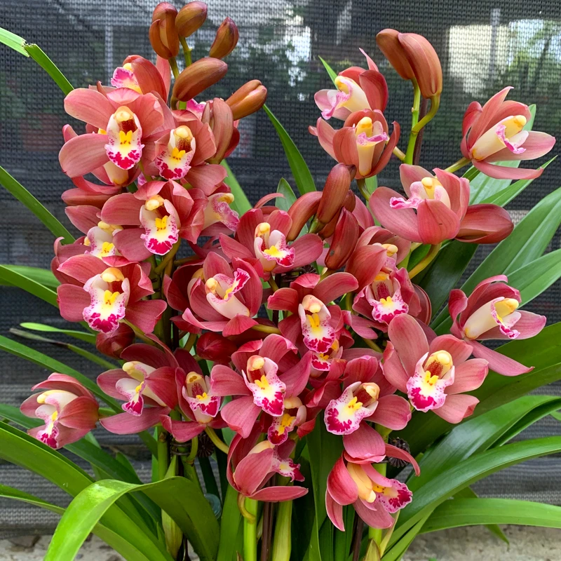【送花盆】兰花红宝石带花苞国兰红花浓香红袍喜庆高端花卉绿植