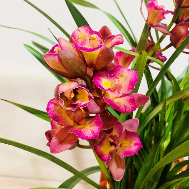 【送花盆】兰花建兰红洋牡丹红色花好养高端绿植花卉秋