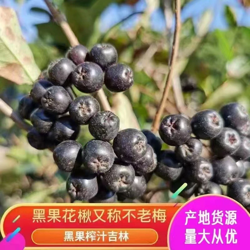 长白山不老莓 黑果花楸花青素满满