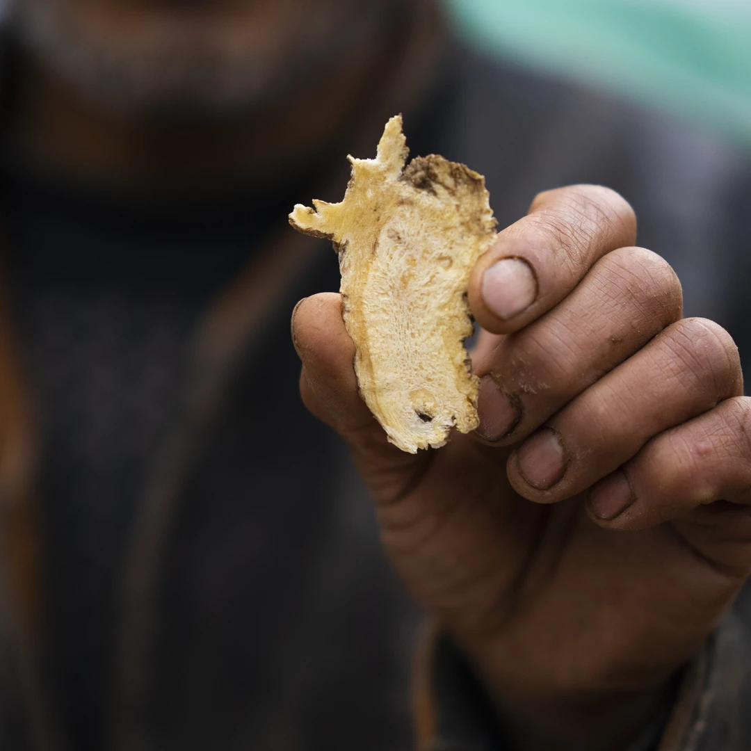 【二叔家甘肃当归头片】包邮甘肃特产当归无硫自家种植泡水煲汤