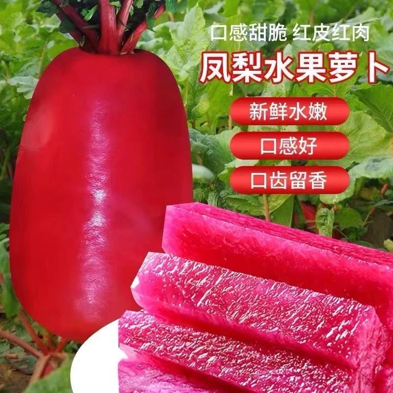 凤梨水果萝卜种子沙窝甜脆型萝卜种红心红皮籽子春秋蔬菜种子ls