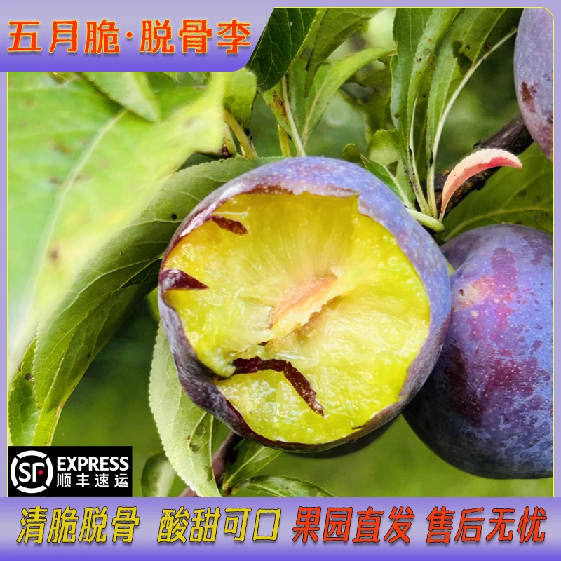 【五月脆李子】随州凤凰李子紫皮青肉清脆细腻爽口3斤4.5斤