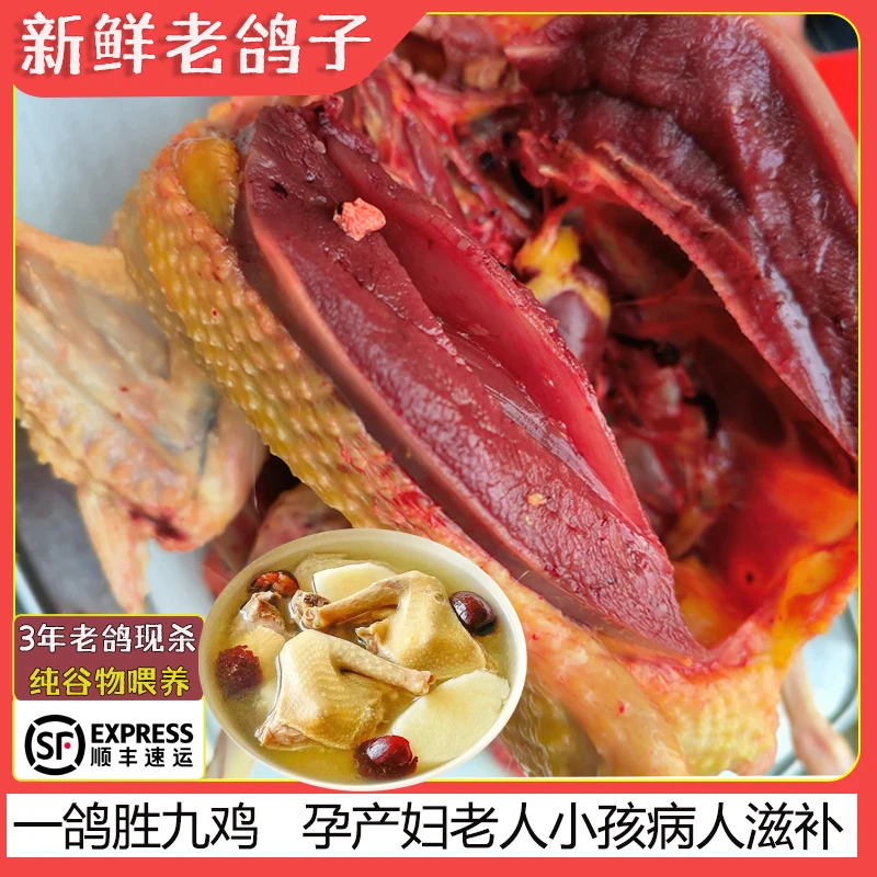 【舒局推荐】3年以上老鸽子新鲜现杀 顺丰冷链包邮