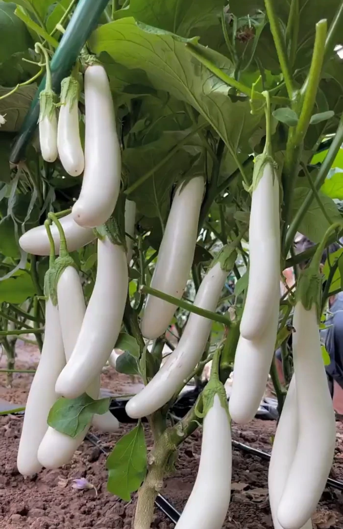 鑫特长白茄 茄子籽 400粒左右