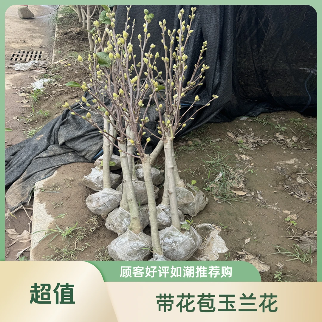 【带花苞浓香型】四季矮化红玉兰花盆栽紫玉兰花树矮种耐寒